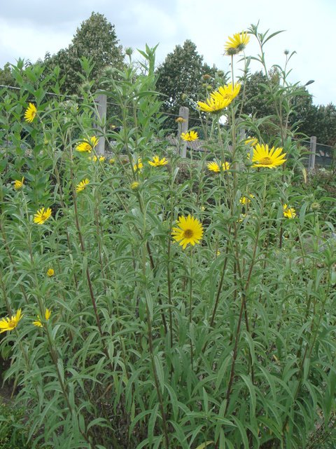 Helianthus maximiliani